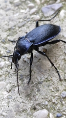 Carabus catenulatus
