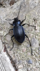 Carabus catenulatus