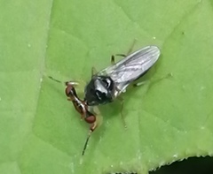 Sphyracephala hearseiana