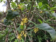 Cestrum macrophyllum