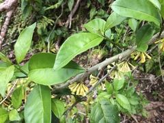 Cestrum macrophyllum