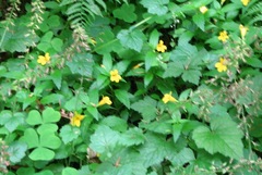 Erythranthe dentata