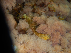 Microlipophrys canevae