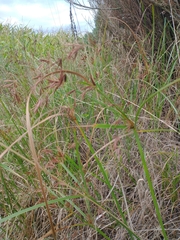 Cyperus longus