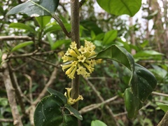 Cestrum macrophyllum