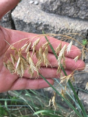Bromus kalmii