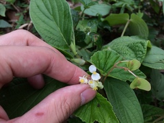 Begonia hirtella