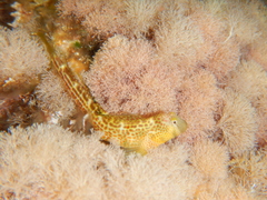 Microlipophrys canevae