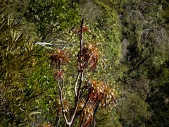 Dracophyllum elegantissimum