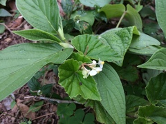 Begonia hirtella