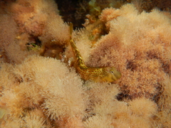 Microlipophrys canevae