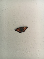 Aglais urticae