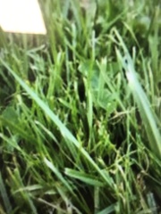 Poaceae
