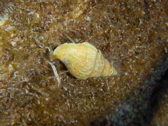Columbella
