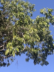 Flindersia xanthoxyla