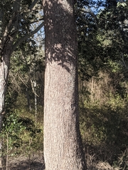 Flindersia xanthoxyla