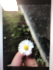 Bellis perennis