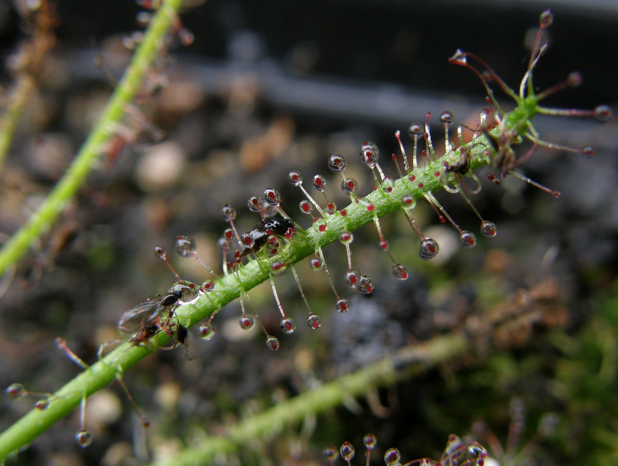 Drosera X hybrida
