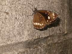 Euploea core corinna