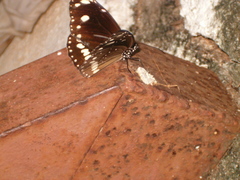 Euploea core corinna