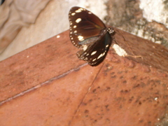 Euploea core corinna