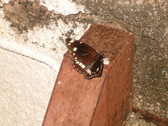 Euploea core corinna