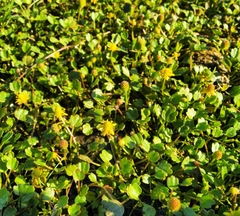 Halerpestes sarmentosa