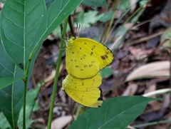 Eurema blanda
