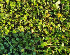 Halerpestes sarmentosa