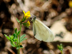 Dismorphiinae