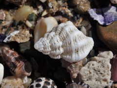 Coralliophila squamosissima image