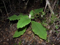 Brachyglottis hectorii