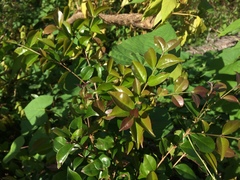 Eugenia biflora