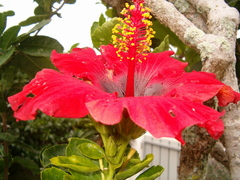 Hibiscus