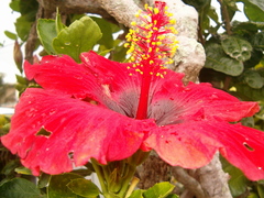 Hibiscus