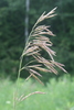 Smooth Brome - Photo (c) Don Sutherland, some rights reserved (CC BY-NC), uploaded by Don Sutherland