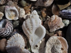 Coralliophila squamosissima