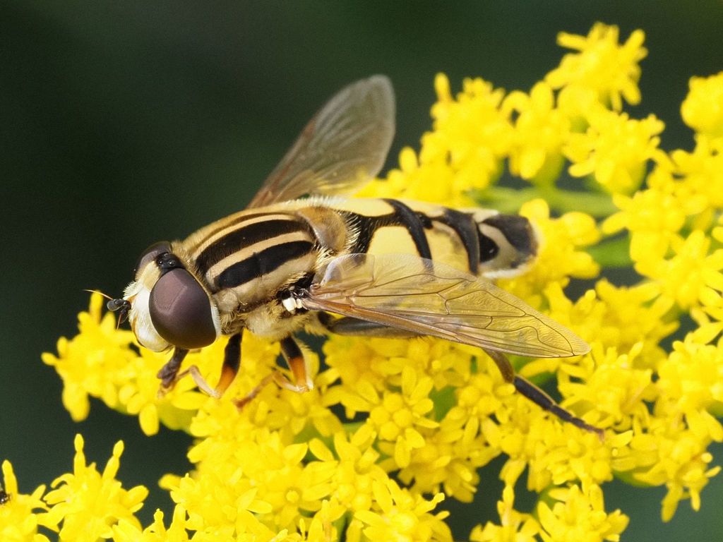 Trivittate Marsh Fly