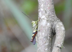Apalacris varicornis