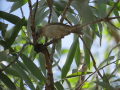 Conopophila albogularis