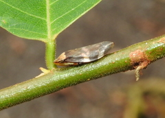 Ptyelinellus praefractus