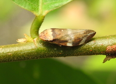 Ptyelinellus praefractus