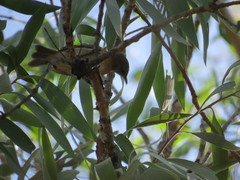 Conopophila albogularis