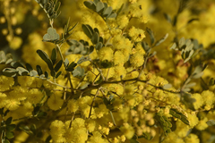 Acacia spectabilis