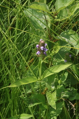 Prunella vulgaris lanceolata