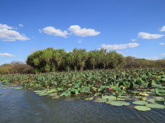 Pandanus aquaticus