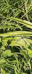 Coenagrion puella