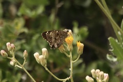 Thorybes dorantes calafia