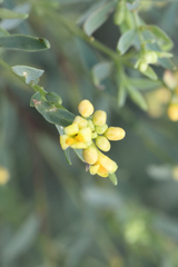 Pimelea neoanglica