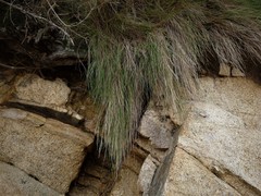 Poa anceps